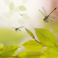 Dragonflies and Green Leaves Abstract