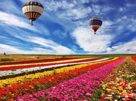 Hot air balloons - pretty, fun, summer, air, beautiful, hot, meadow, lovely, freshness, joy, flowers, balloons, field, sky