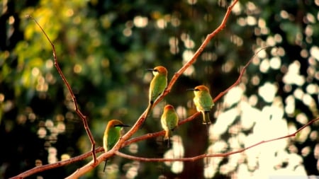 Goria birds - nature, popular, animals, wallpaper, birds, new