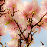 Magnolia blossoms