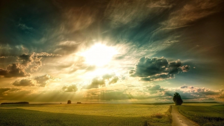 amazing sun rays over golden wheat fields - fields, rays, sun, clouds, tree, road