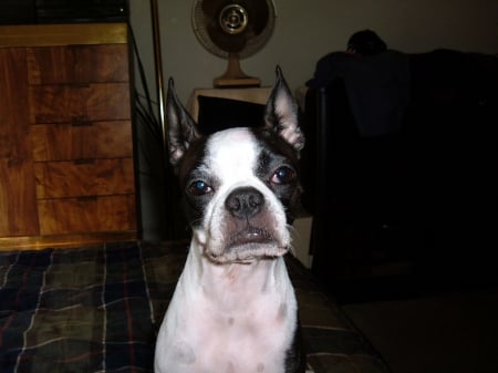 Bridgette Marie Boo Boo - Cute, Dog, Terrier, Boston