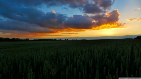 Sunset in wheat field - popular, wheat, nature, fields, new, sky, wallpaper