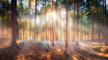 sun rays in a heavenly forest hdr - twigs, sun rays, mist, hdr, forest, rocks