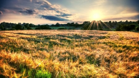 sun beams over wavy wheat fields hdr - beams, wheat, field, trees, sun, hdr