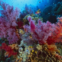 Soft Coral