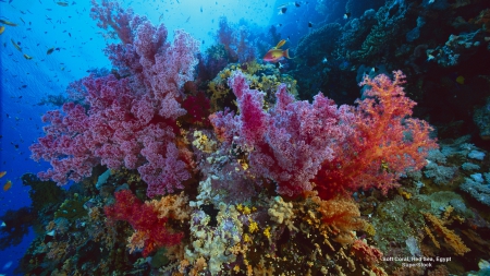 Soft Coral - coral, egypt, aquatic, ocean life, sea