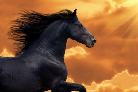 Friesian Horse on Golden Clouds - horse, clouds, friesian, golden, black, sun rays