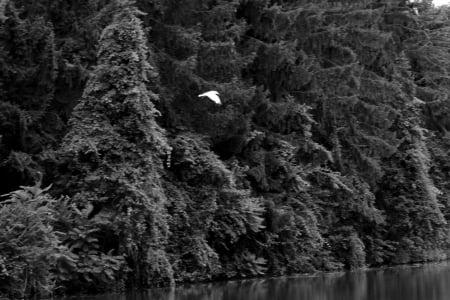 Nature In Midflight - flying high, swan, flying bird, flying, Nature In Midflight, scenic bird