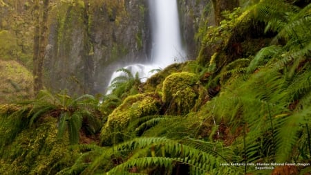 Lower Kentucky Falls - Oregon, forest, waterfall, National Park