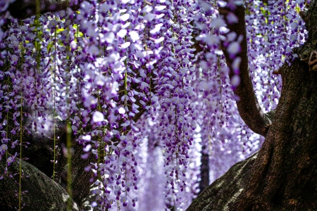  Wisteria - flowers, trees, branches, purple, wisteria