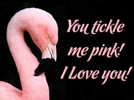 Flamingo - bird, pink, flamingo, tickle, love