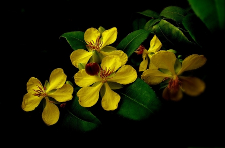 Yellow Flowers - flowers, beautifuls, yellow, nature