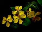 Yellow Flowers