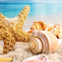 Starfish and Seashells