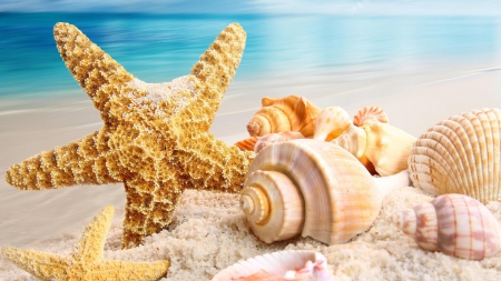 Starfish and Seashells