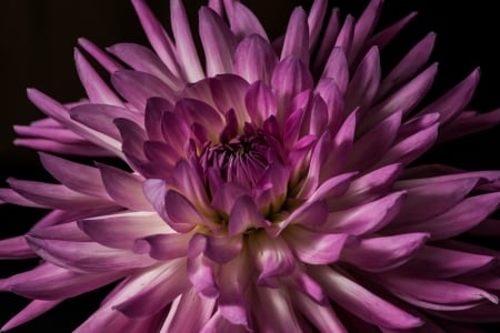 Breath - canon, dahlia, pink, photo, flower