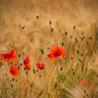 Poppies