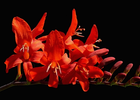 Crocosmia Lucifer - red, open, petals, mouth