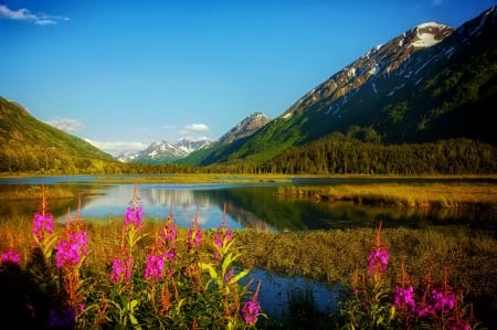 Alaska - beautiful, landscape, alaska, lovely, mountain, flowers, shore, lake, sky