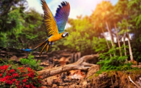 Macaw - feather, macaw, bird, flying, parrot, yellow, ara, blue, wings