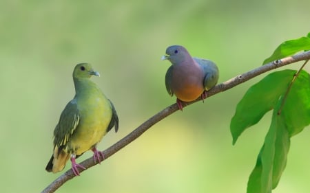 Doves - bird, leaf, dove, couple, branch, green