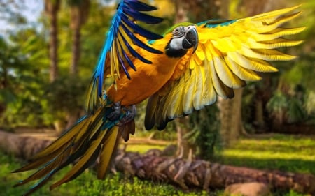 Macaw - feather, macaw, bird, flying, parrot, yellow, ara, blue, wings