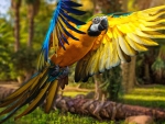 Macaw