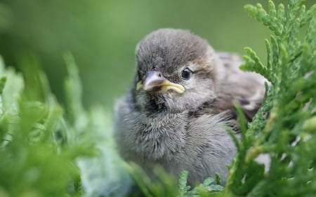 Baby sparrow - sparrow, bird, green, baby