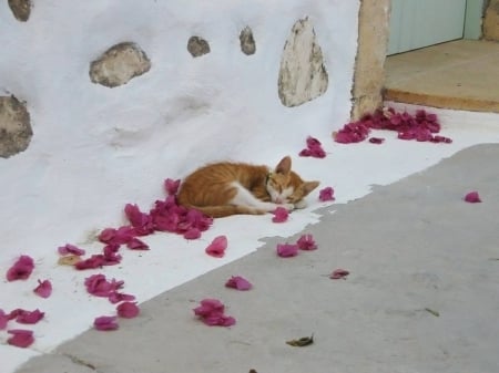 time for siesta :) - stonewall, brown, sleep, siesta, cat, wall, pink leaf