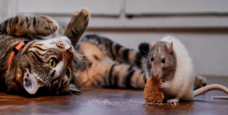 Cat and ... :) - paws, face, pretty, cute, animals, beautiful, cat, sleeping, kitty, cats, kitten, hat, lovely, cat face