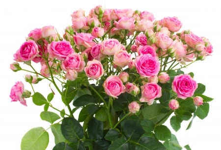 ♥Pink Roses♥