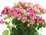 â™¥Pink Rosesâ™¥