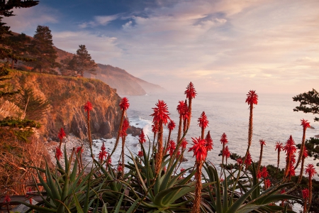 Mist at Coastline - morning, agaves, blossoms, cliff, water, sea