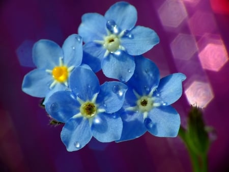 Forget me not - Me, Summer, Blue, Forget