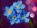 Forget me not