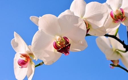 Orchid - Summer, White, Sky, Blue