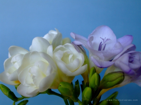 White Freesias - Sun, Flower, White, Blue