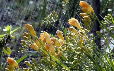 Freesias in ... - gul, sommer, vand, blomst