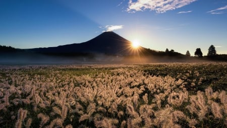 sun rays over a field next to mount fuji - field, rays, mountain, sun