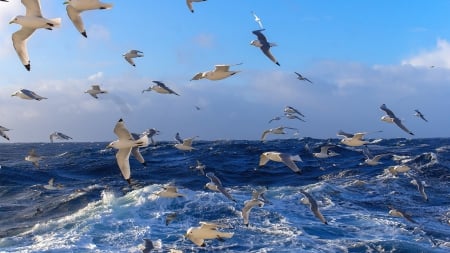 many seagulls over a wavy sea