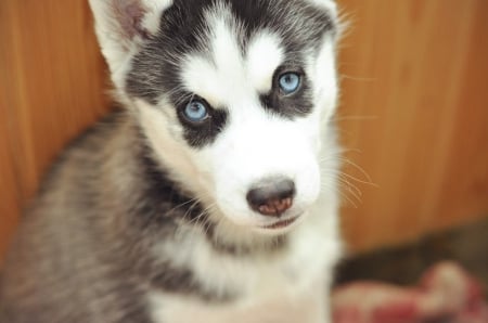 Husky - pretty, puppys, beautiful, dog, lovely, sweet, animal, dogs, cute, puppy, animals