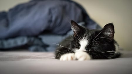 Cat - hat, pretty, cat face, beautiful, lovely, paws, cat, kitten, cute, cats, face, sleeping, animals, kitty