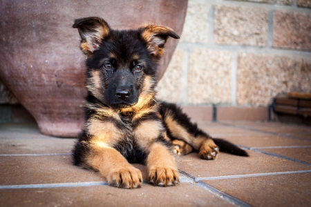 German shepherd - puppy, animals, lovely, pretty, puppys, beautiful, dog, animal, dogs, sweet, cute