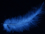 Blue feather