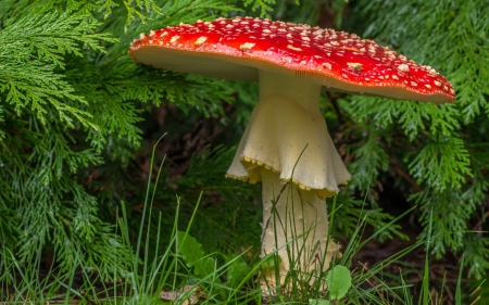 Mushroom - red, mushroom, macro, green