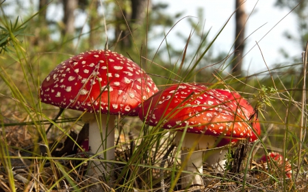 Mushrooms - green, mushroom, macro, red