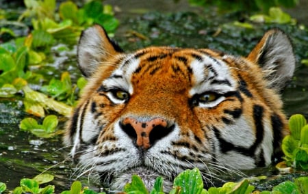 Tiger - white, wild, water, orange, green, animal, tiger