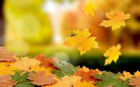 Autumn leaves - leaves, fall, nature, autumn