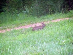 Rabbit In The Yard